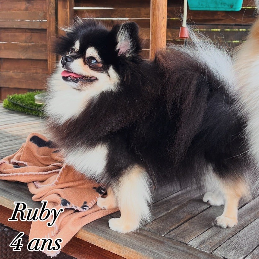 Moksi dit ruby (Sans Affixe)